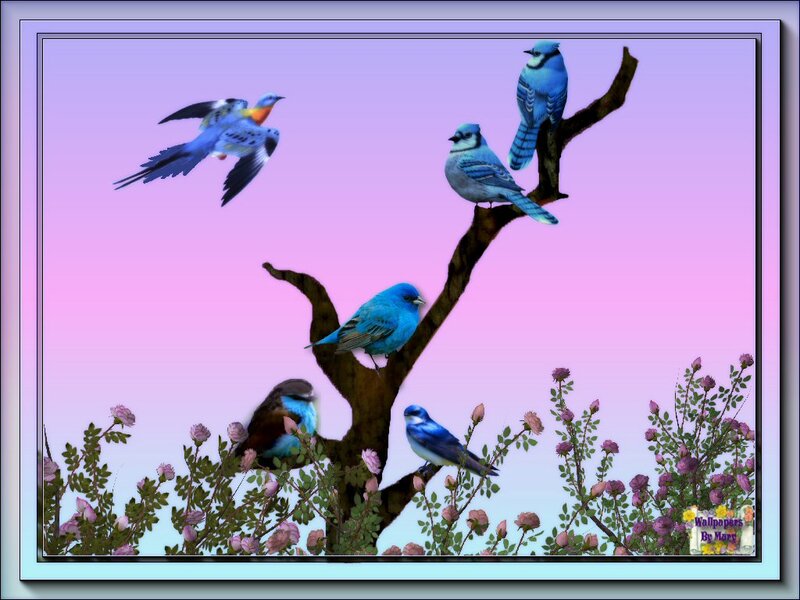 Blue Birds on Branch