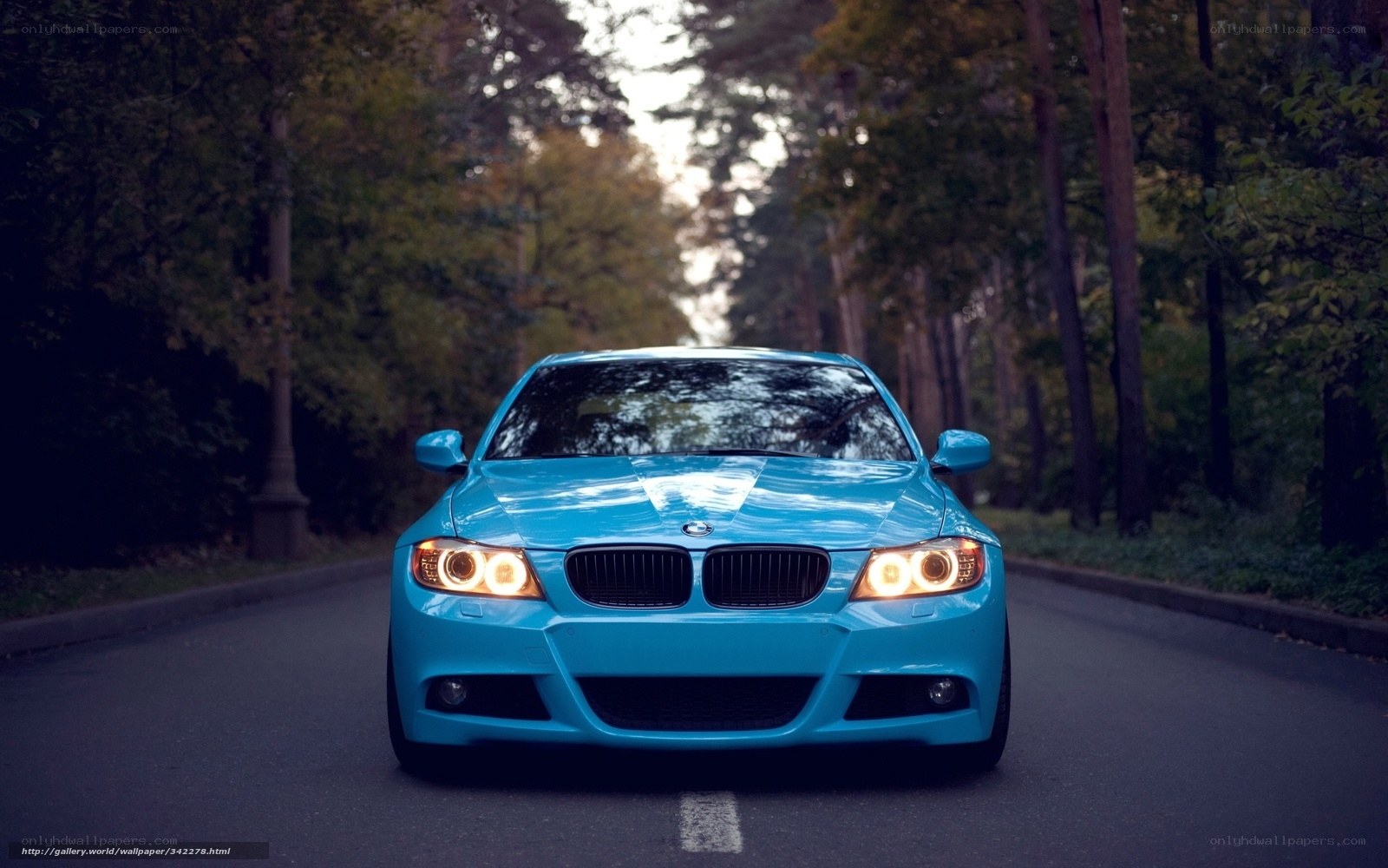 blue bmw on forest road