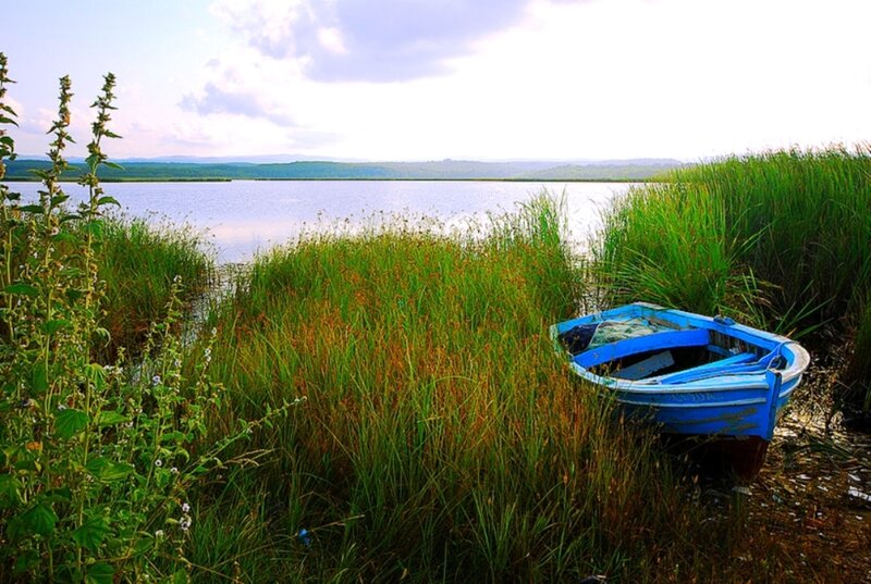 Blue Boat in Reeds