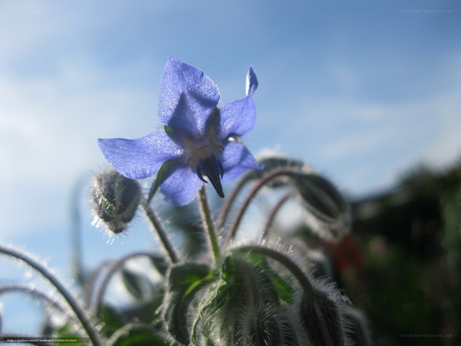 blue borage flower in sunlight