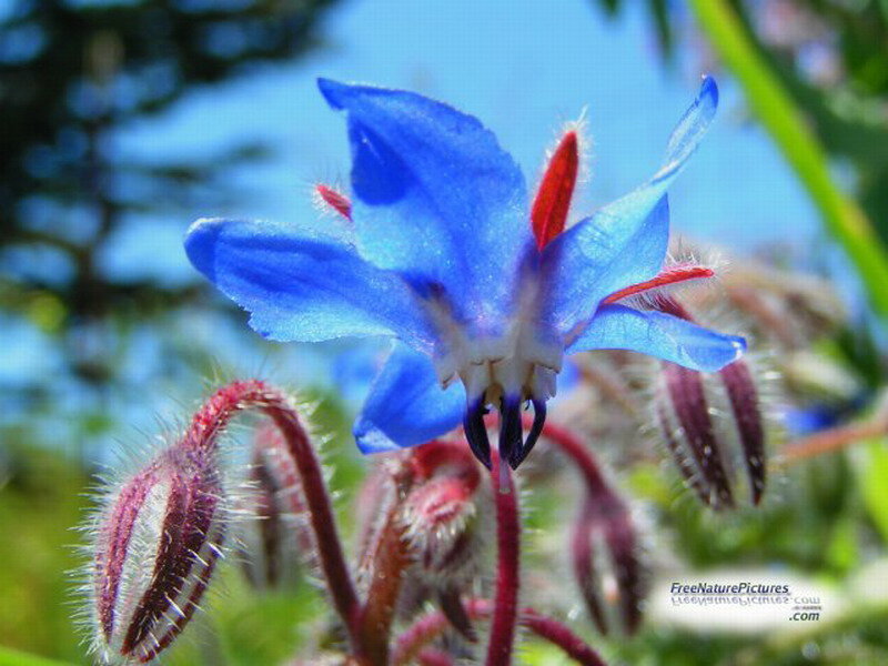 Blue Borage Flower