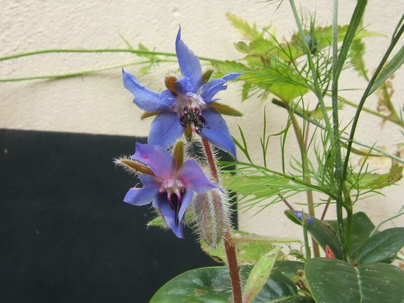 Blue Borage Flowers — Calm, Photograph