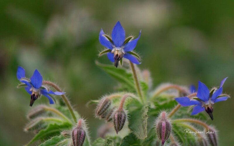 Blue Borage Flowers — Calm