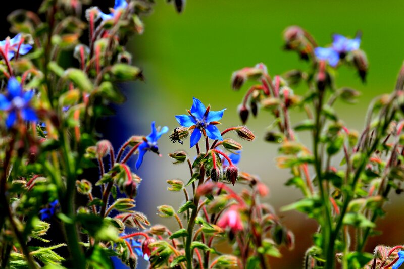 Blue Borage Flowers — Serene