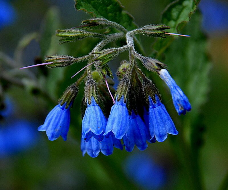 Blue Borage Flowers