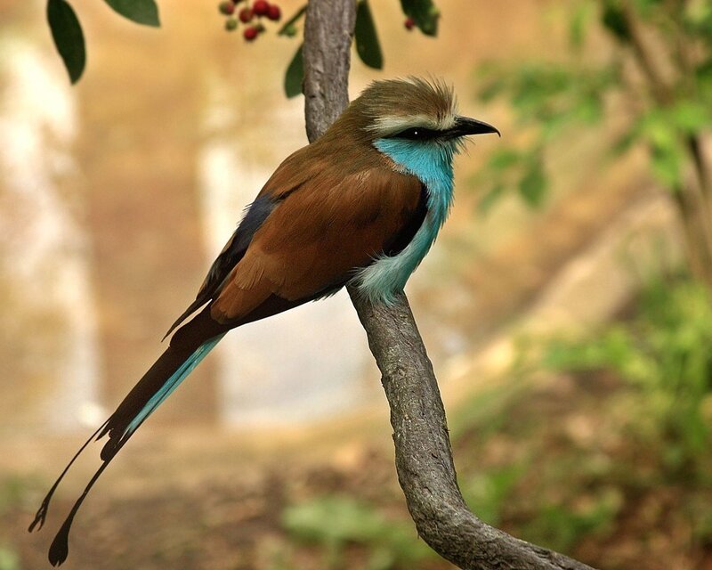 Blue-breasted Bee-eater — Brown