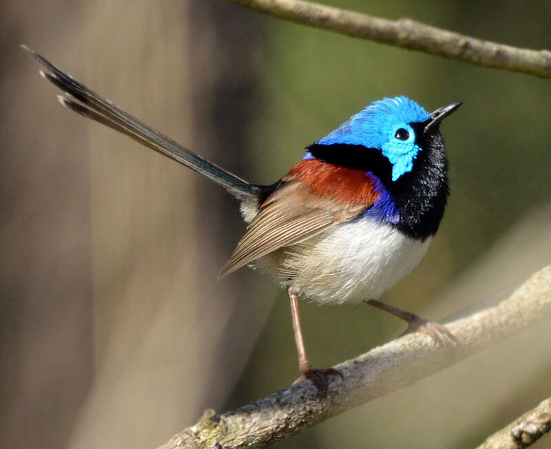 Blue-breasted Fairy Wren
