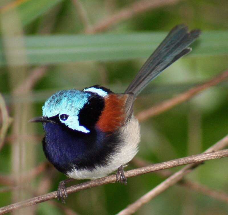 Blue-breasted Fairywren