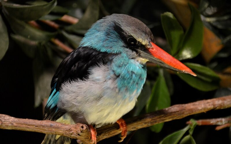 Blue-breasted Kingfisher — Blue, Calm, Photograph