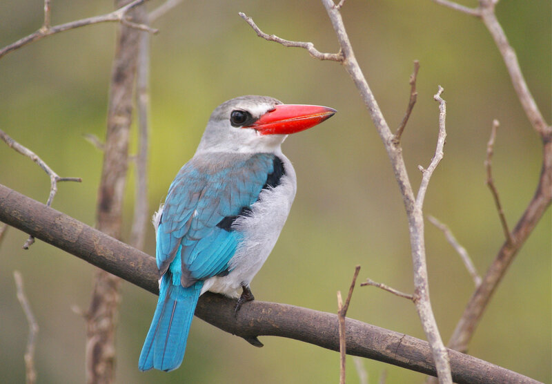 Blue-breasted Kingfisher — Blue, Calm