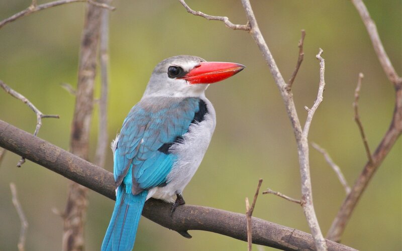 Blue-breasted Kingfisher — Blue
