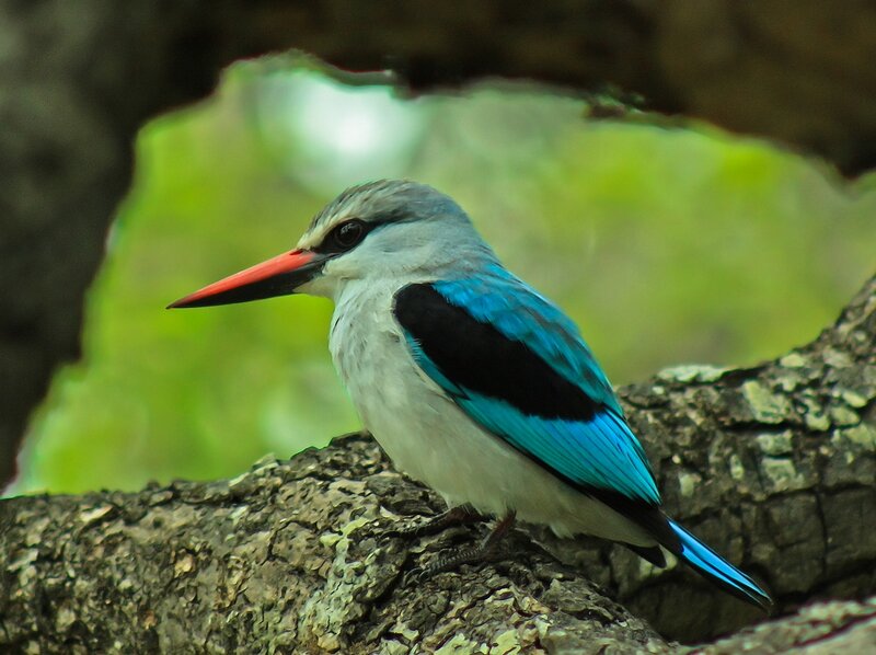 Blue-breasted Kingfisher