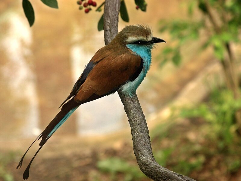 Blue-breasted Roller Bird — Brown