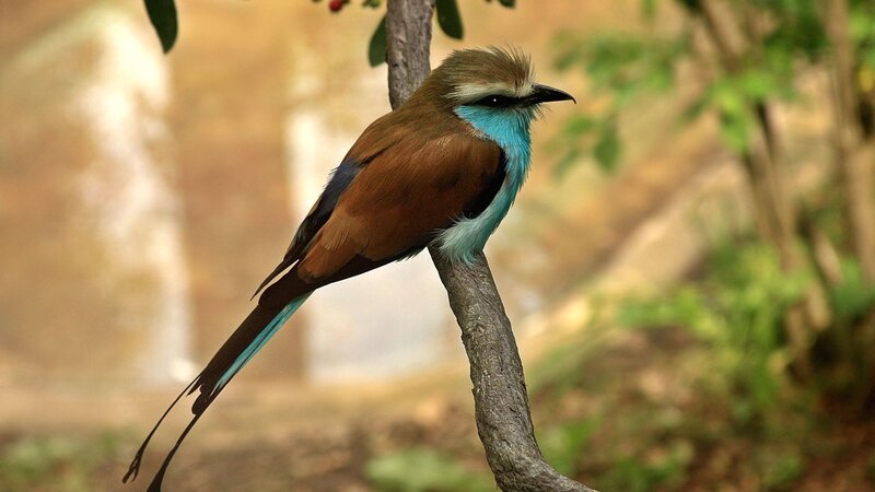 Blue-breasted roller perched on branch