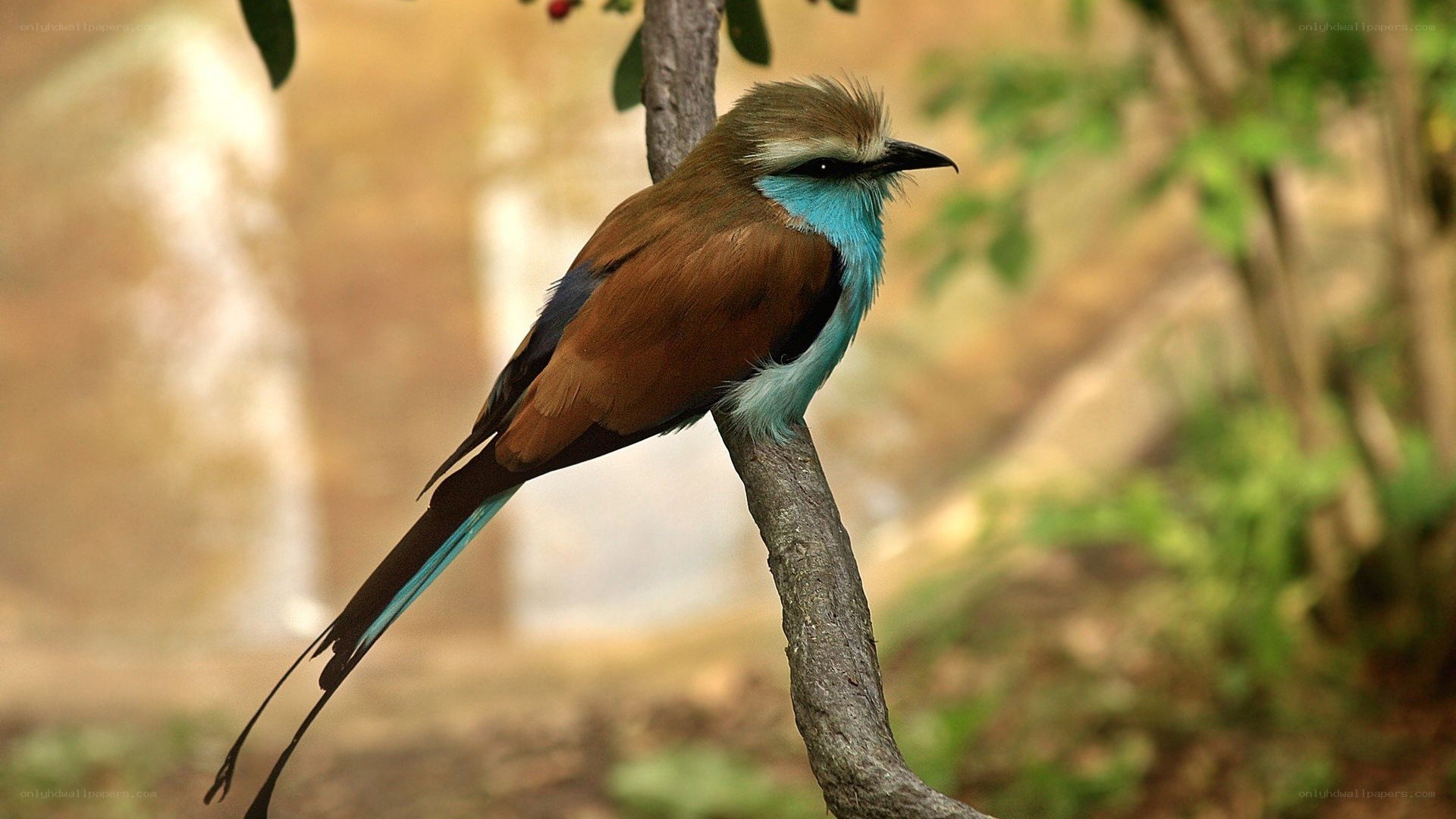 Blue-breasted roller perched on branch