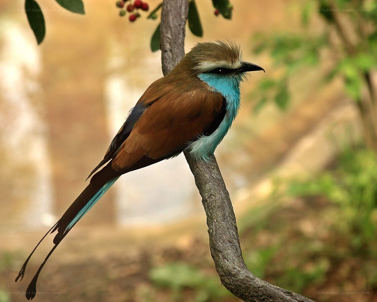 Blue-breasted roller perched on branch