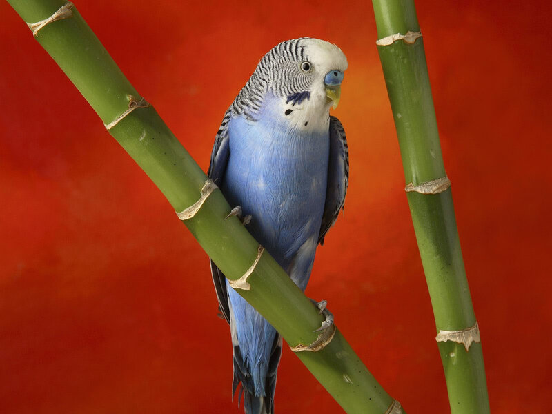 Blue Budgerigar Bird — Calm, Photograph, Bamboo Stalks