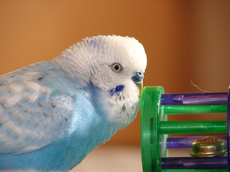 Blue Budgerigar Bird — Calm, Photograph, Bird Toy
