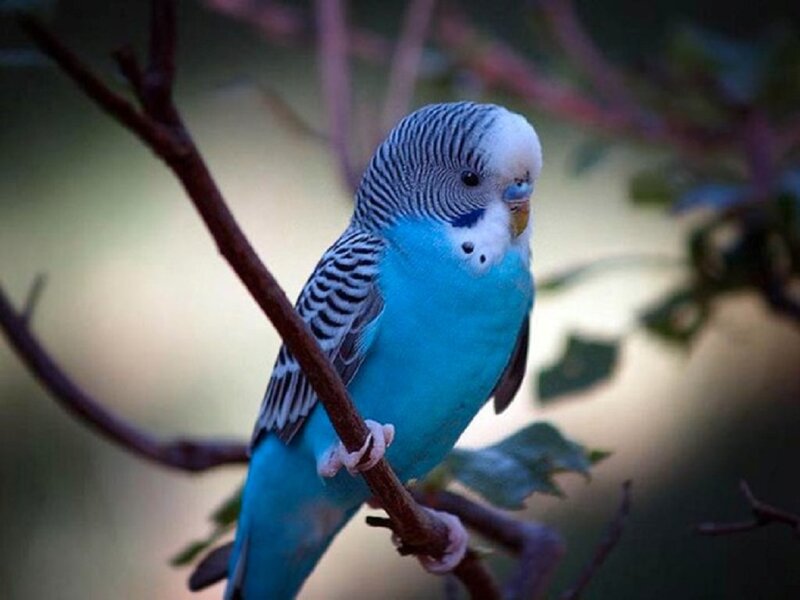 Blue Budgerigar Bird — Calm, Photograph, Branch
