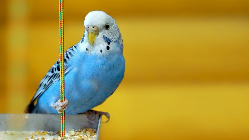 Blue Budgerigar Bird — Calm, Photograph, Rope