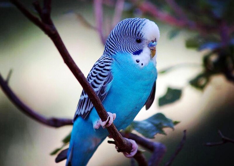 Blue Budgerigar Bird — Calm, Photograph