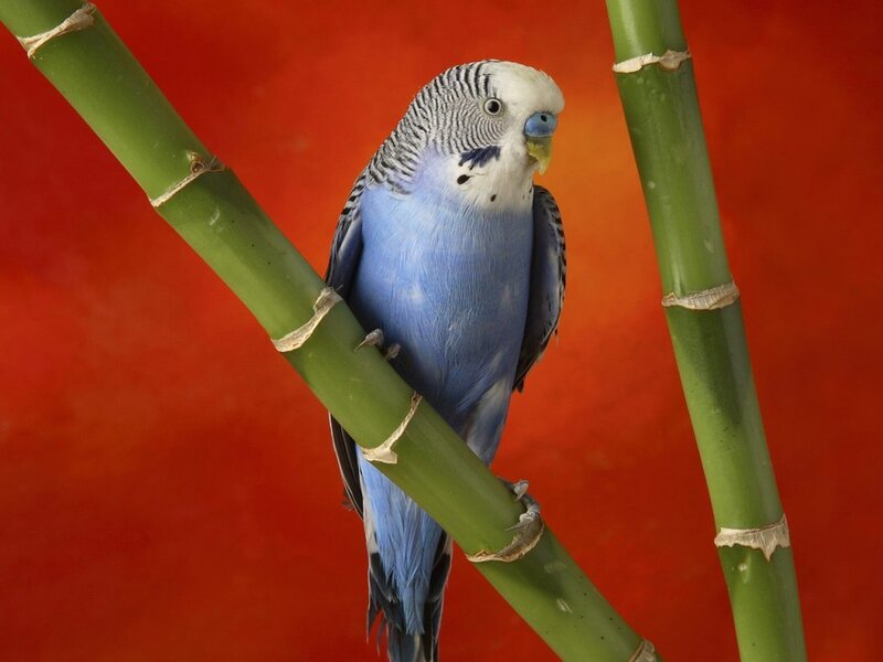 Blue Budgerigar Bird — Calm