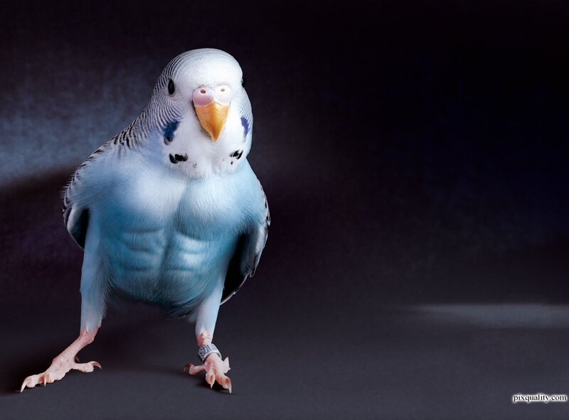 Blue Budgerigar Bird — Dramatic