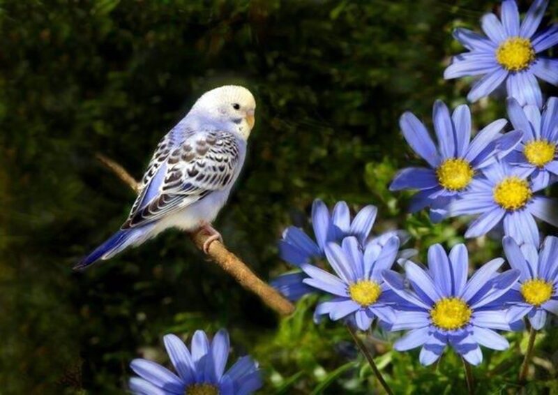 Blue Budgerigar Bird — Serene