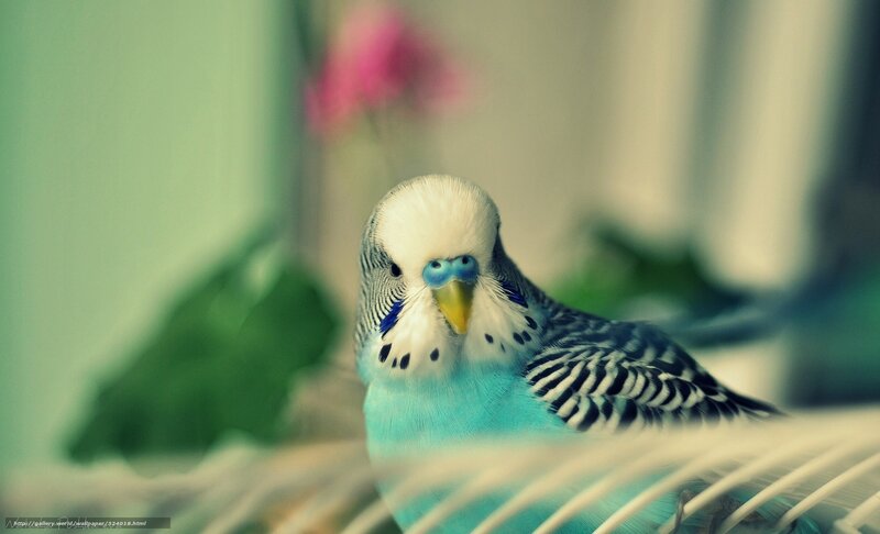 blue budgerigar bird