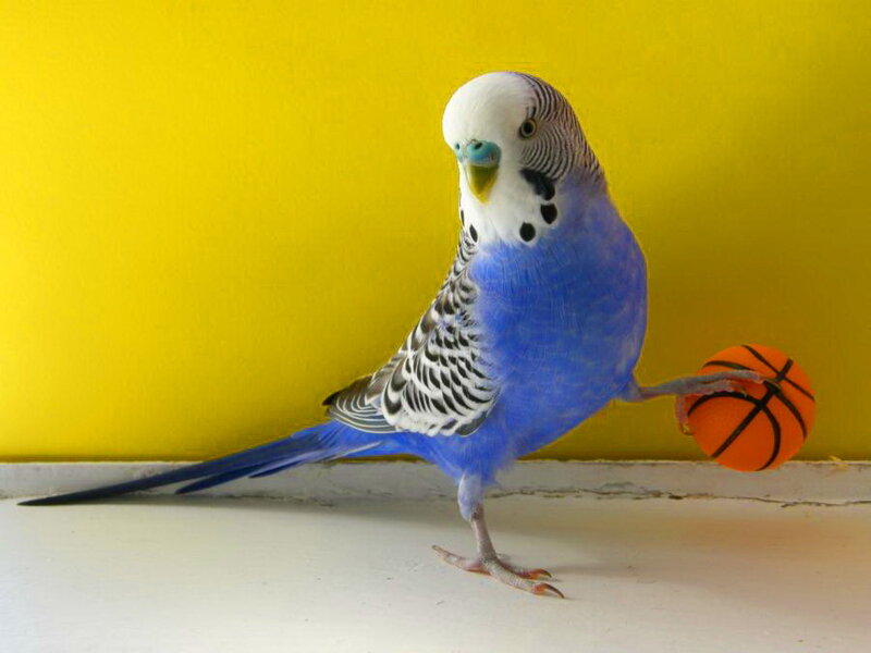 Blue Budgerigar Holding Ball