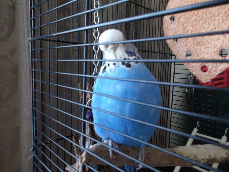 Blue Budgerigar in Cage — Calm, Photograph, Perch