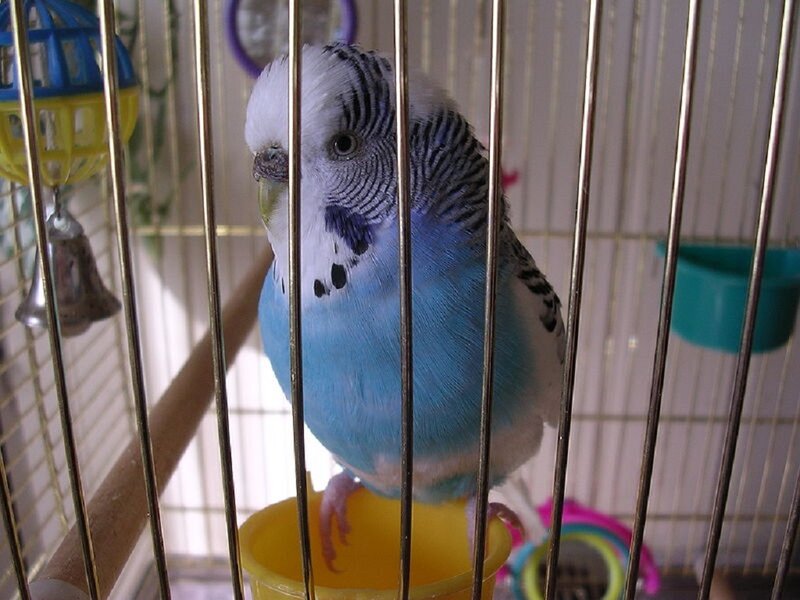 Blue Budgerigar in Cage — Calm, Photograph