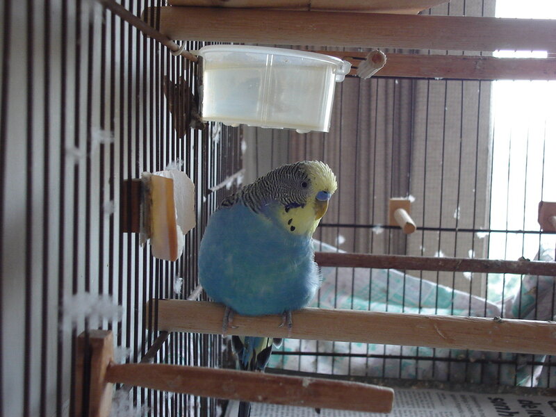 Blue Budgerigar in Cage — Calm