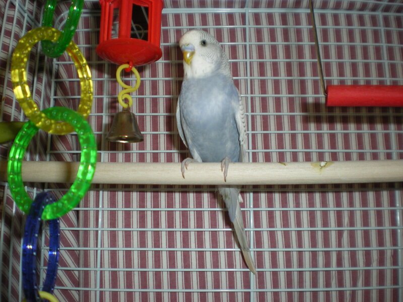 Blue Budgerigar in Cage — Gray