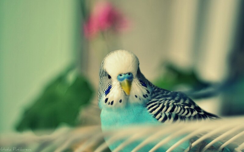 blue budgerigar in cage