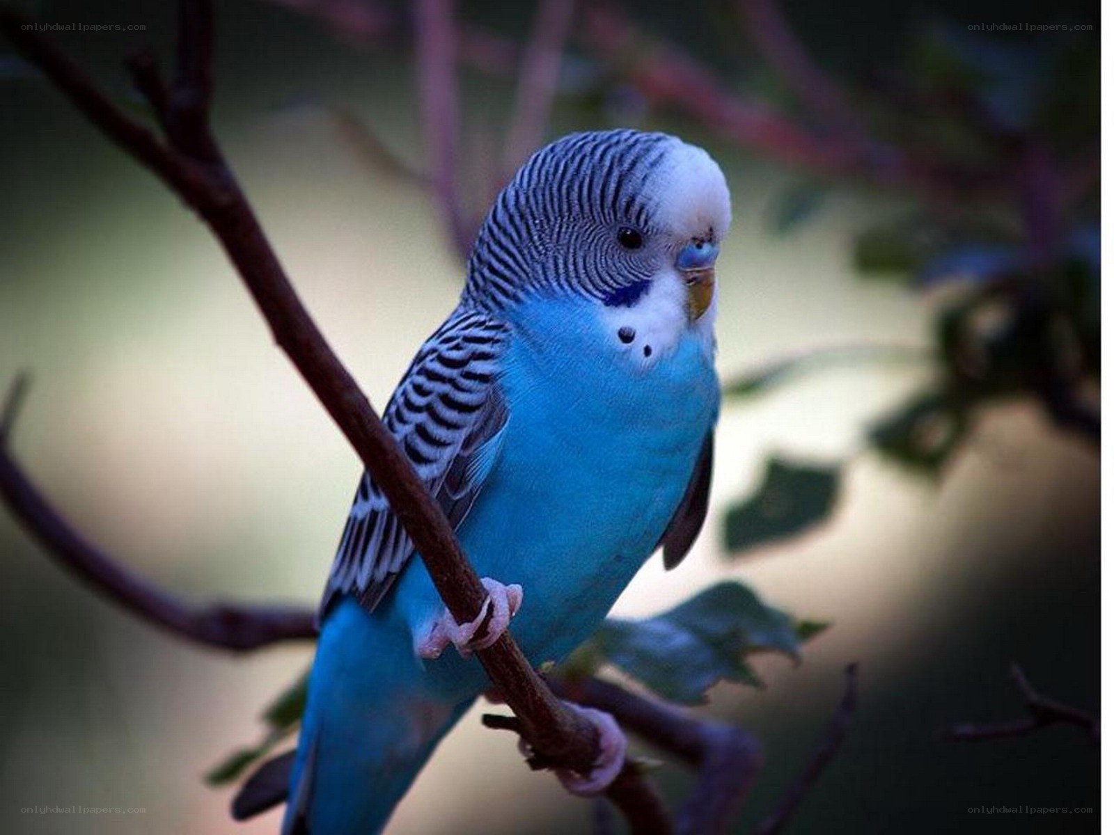 blue budgerigar on a branch