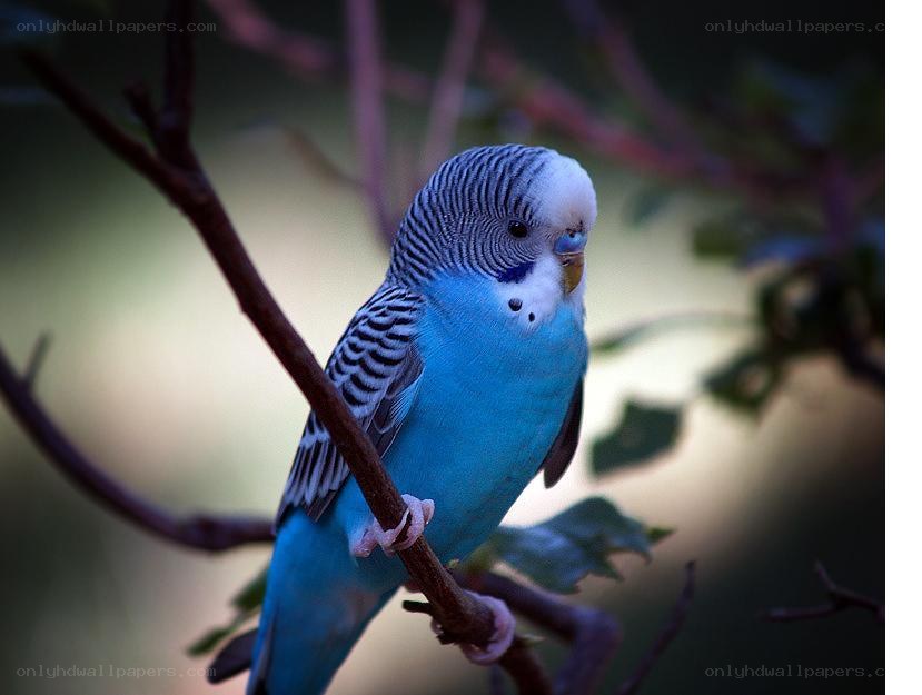 blue budgerigar on a branch