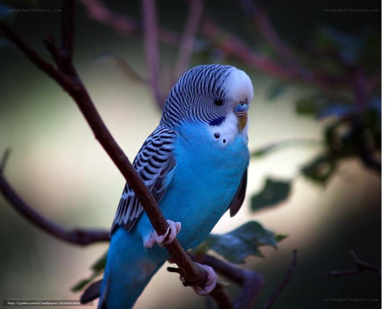 blue budgerigar on a branch