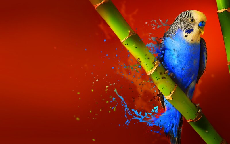 Blue Budgerigar on Bamboo — Red