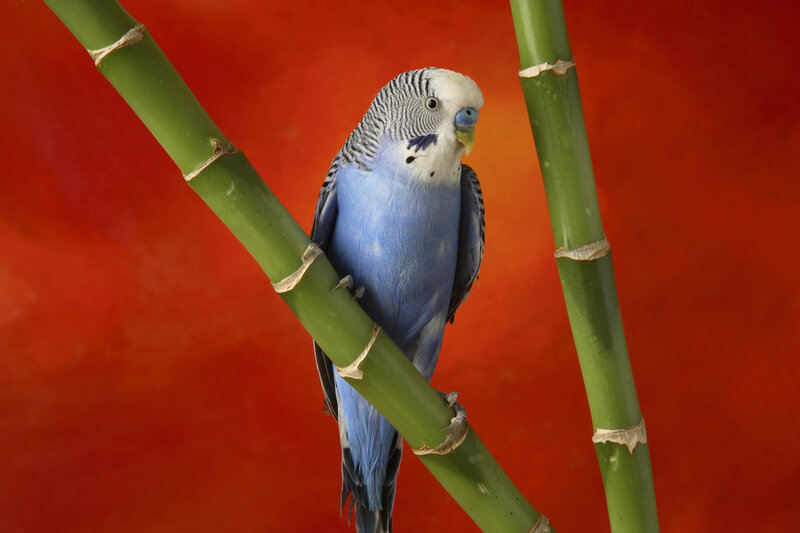 blue budgerigar on bamboo