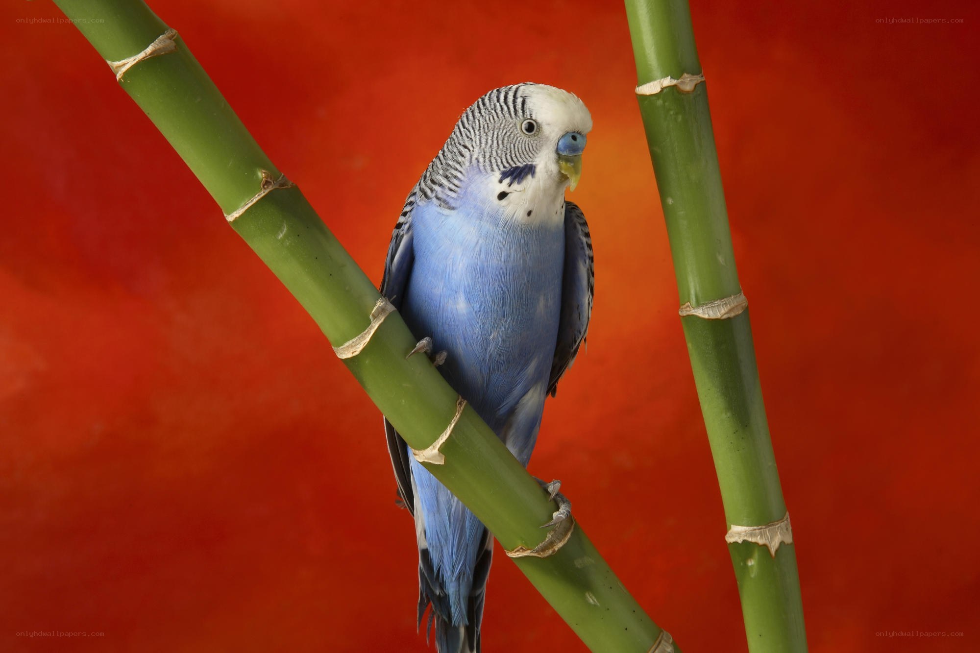 blue budgerigar on bamboo