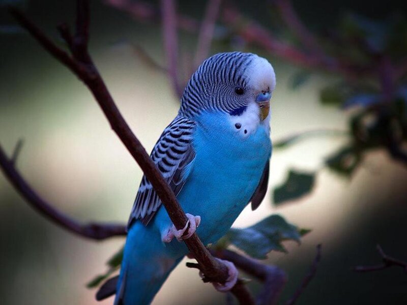 Blue Budgerigar on Branch — Calm, Photograph, Leaves