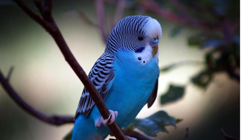 Blue Budgerigar on Branch — Calm, Photograph