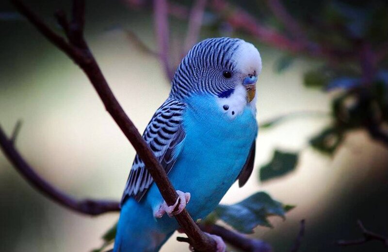 Blue Budgerigar on Branch — Calm