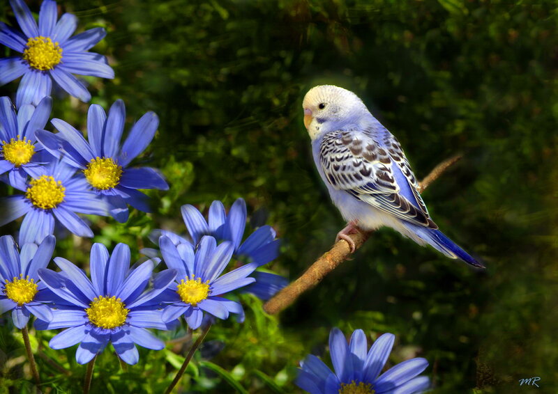 Blue Budgerigar on Branch — Serene, Afternoon