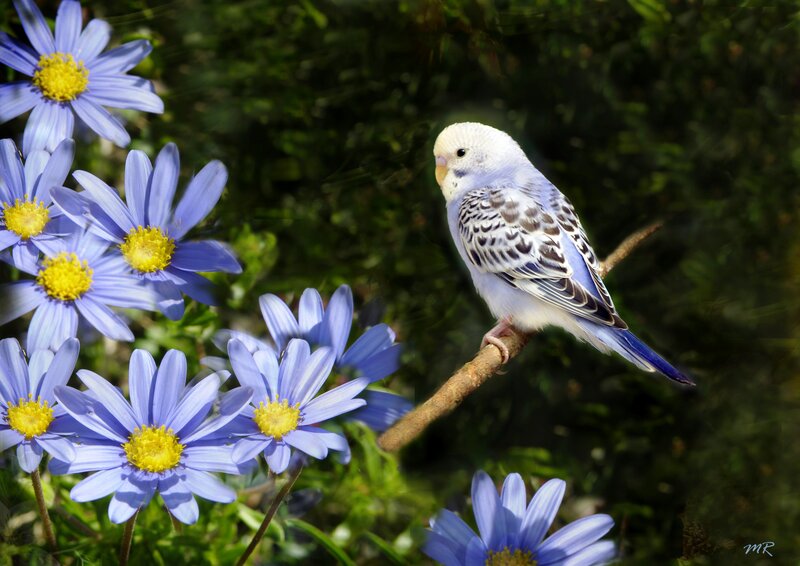 Blue Budgerigar on Branch — Serene