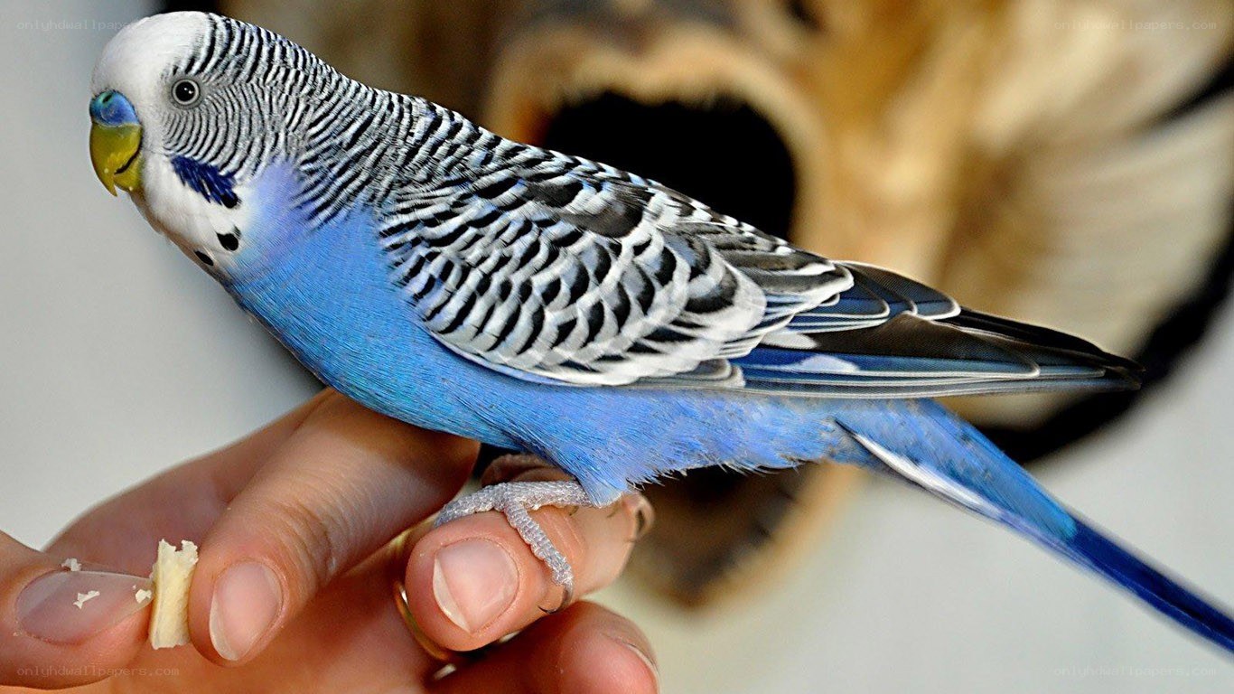 blue budgerigar on hand