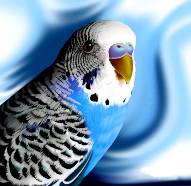 blue budgerigar portrait