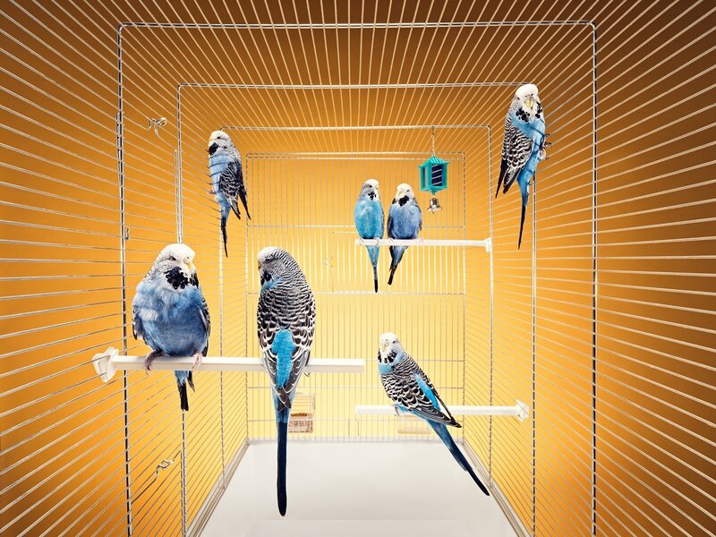 Blue Budgerigars in Cage