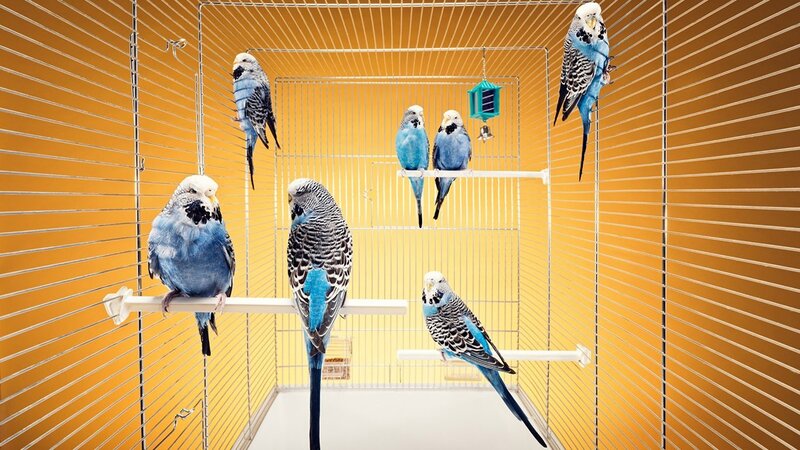Blue Budgerigars in Cage — Yellow, Calm, Photograph